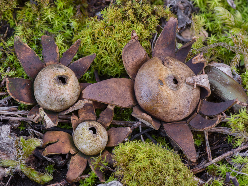 Geastrum granulosum